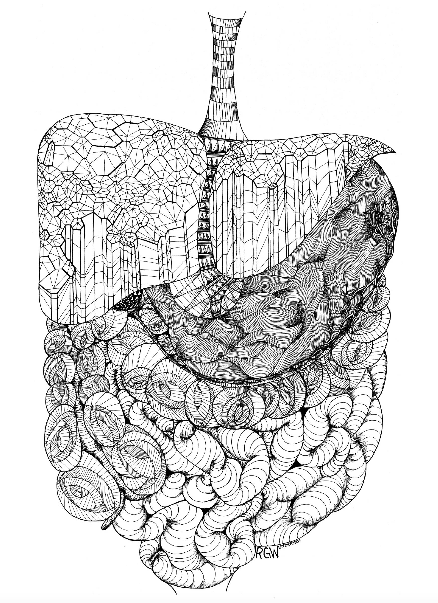 Black and white drawing of intestines with decorative lines.